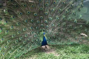 Gaining Brand Visibility: The Peacock Effect