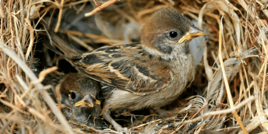 How Much Support Do Fledgling Leaders Need?